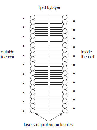 diagram of cell membrane