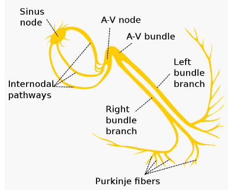 electrical fibers in the heart